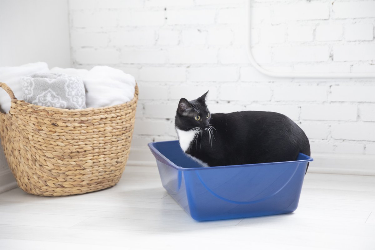 PetmateProducts's tweet image. Did you know that you should replace your cat's litter pan every year? Eventuallly odors can penetrate plastics and resin.  Learn more at petmate.com/loveyourlitter… #Loveyourlitterbox #LYLB