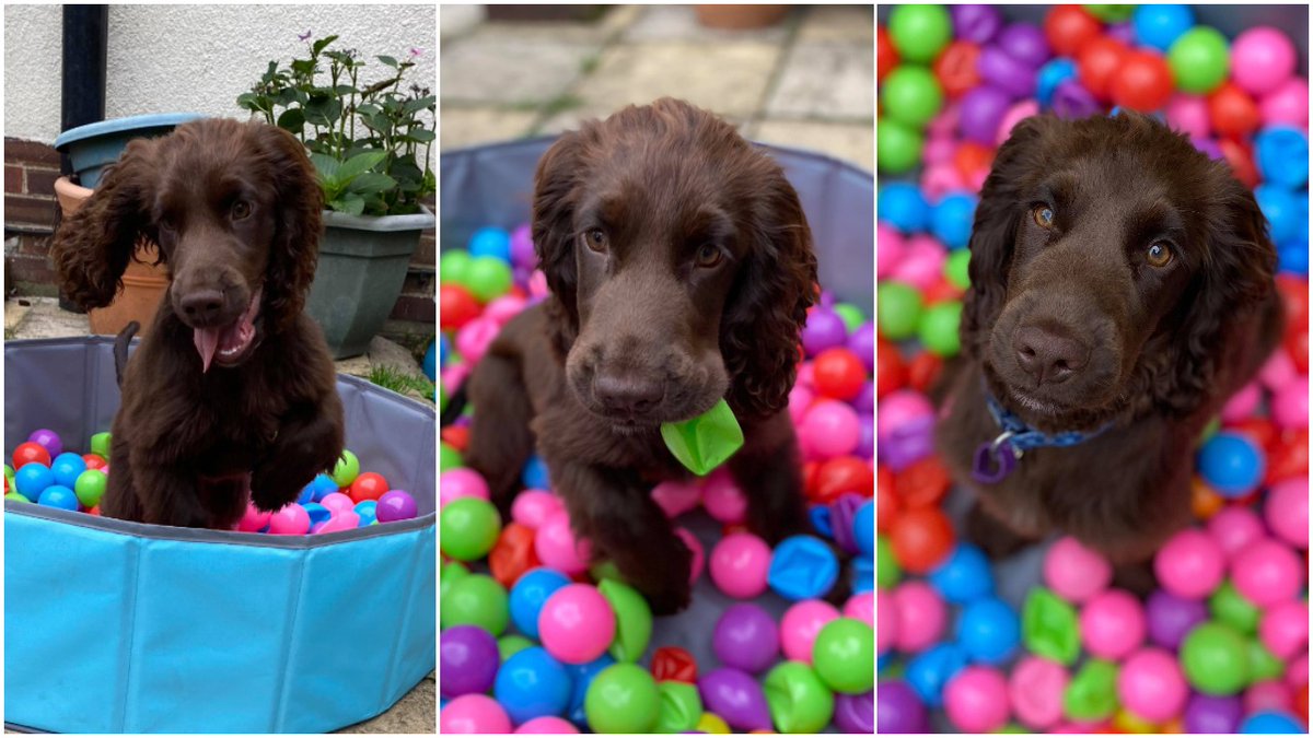 HearingDogs's tweet photo. Nobody loves their ballpit quite as much as Kes! 🥰 https://t.co/E6nfRwZDYJ