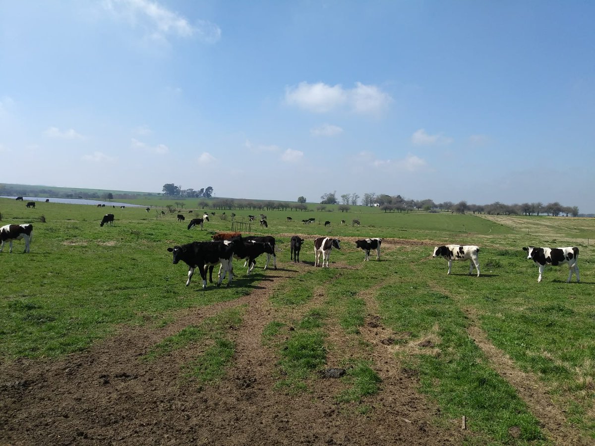 BiotechUruguay's tweet photo. Suplementación invernal de grano de maíz con #Optigen en sistema de autoconsumo en recría vacuna sobre pasturas. Ruta 24. Departamento de Río Negro. https://t.co/qPX0Nsac70