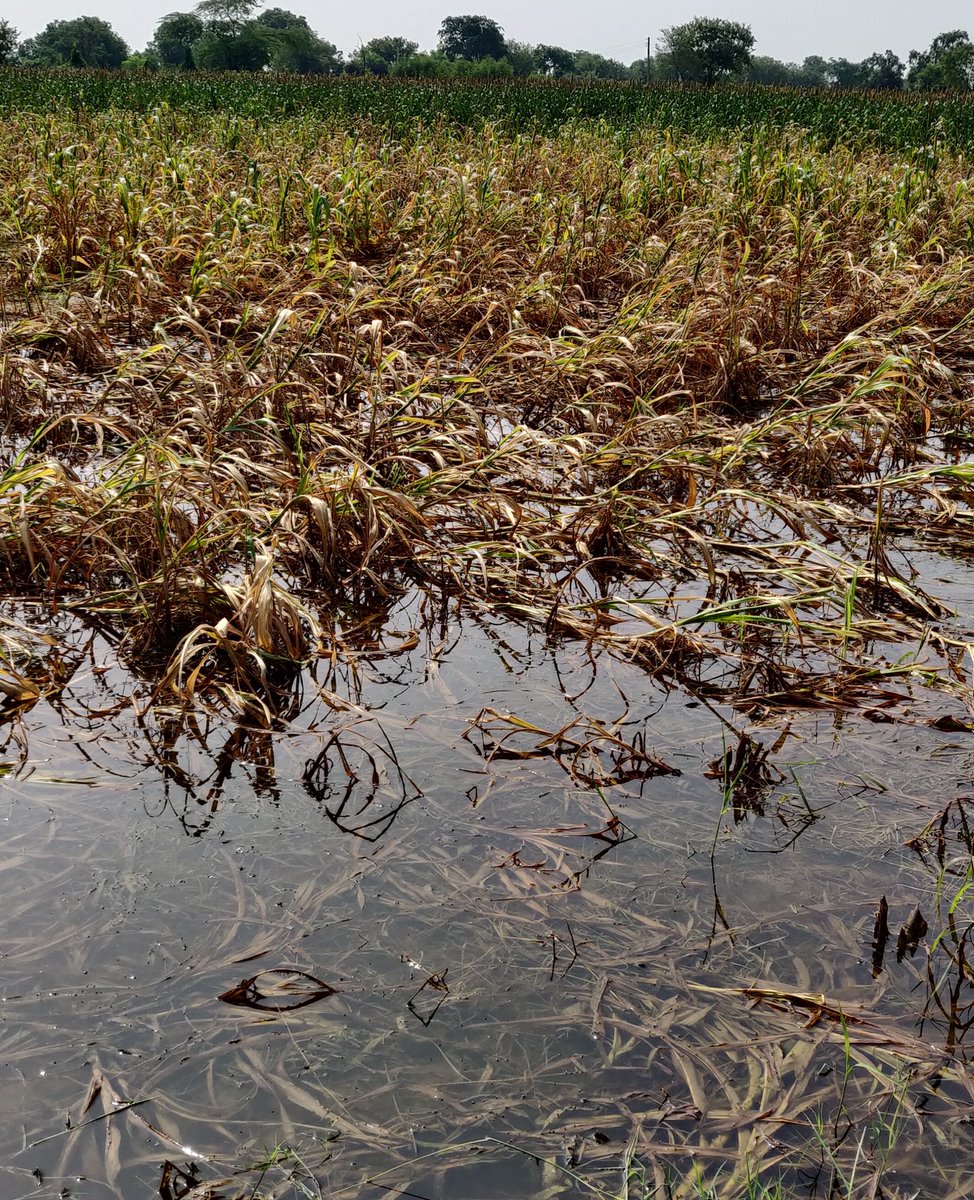 DevenderKundu3's tweet image. कोरोना मे जब सब लोग छुपे बैठे थे तब ये किसान ही था जो सबके भरण पोषण के लिए खेतों मे पड़ा था।।
और आज उस किसान की ऐसी दुर्दशा 😥😥
मानवता का नाश हो लीया ।।
#GDP जो कोरोना से मर चुकी है किसान ने अपनी मेहनत से जिंदा रखा है जिसका फल आज किसान को मिला है।।
हे #PoliceDepartment 😥😥