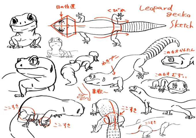 難しかったレオパ描くのもだいぶ慣れてきました。
#leopardgecko 