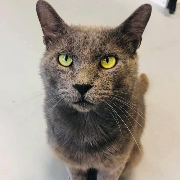 Providence_AC's tweet photo. Meet our sweet and handsome buddy - Casanova! This fella is joining us LIVE on afB & IG at 12:30 for our last session of Virtual Yoga with your Pets! #TakePaws with us, and donate what you can to https://t.co/8lSdVnpYeQ or Venmo: ProvidenceAC with a note that it's for yoga. π»π§ββοΈ https://t.co/PDVXVjynTC