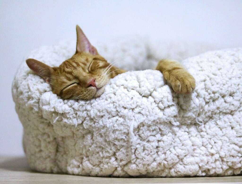 UnderTheWthrPet's tweet image. Paws &amp;amp; Breathe 😌  Our cat calming supplements contain ginger, chamomile, L-tryptophan and L-theanine to encourage sleep and relaxation during times of anxiety &amp;amp; stress. 

#catsofinstagram #calmcat #catcalming #catperson #catmom #kitty #cathealth #cat… instagr.am/p/CE9fplzl23R/