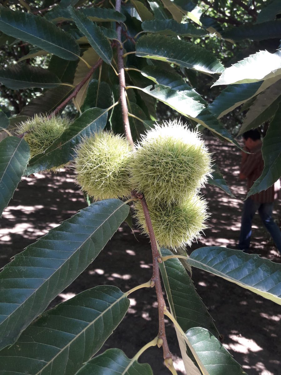 🌰👀 Cet après-midi, nos conseillères arbo sont intervenues à #SaintSorninLavolps en #Correze pour parler entretien du verger &amp; préparation avant récolte des #châtaignes #groupe30000
🙏Merci à la société Eifel Agriculture / Ecolim pour l'organisation et à Guy pour l'accueil !