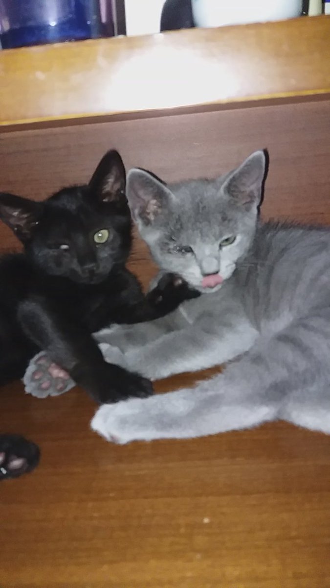 Leolina67's tweet photo. Tiago and Gherard https://t.co/cE6n1e59AB