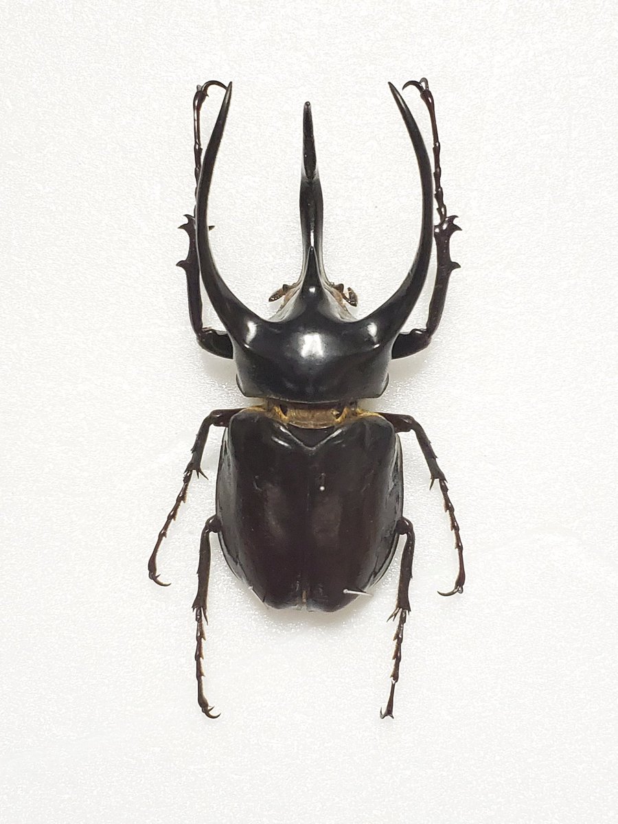 Nicagus Chalcosoma Atlas Hesperus アトラスオオカブト フィリピン亜種 ミンダナオ 産 106 1 かなり 間延びしてますが T Co B2eitbgmor Twitter