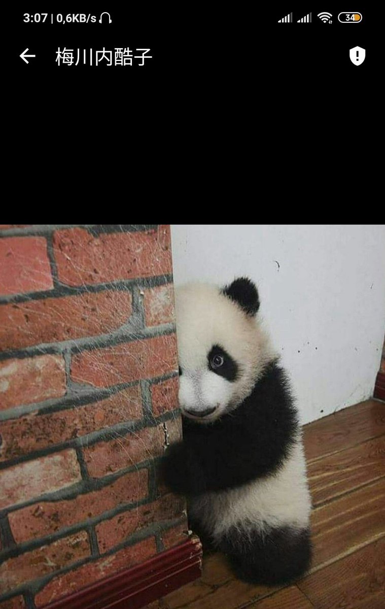 Glendakrychek's tweet image. A fotinha linda que recebi conversando com um estudante chinês, filhotinho mais fofo 🐼🐼🥰🥰
#ablo #panda