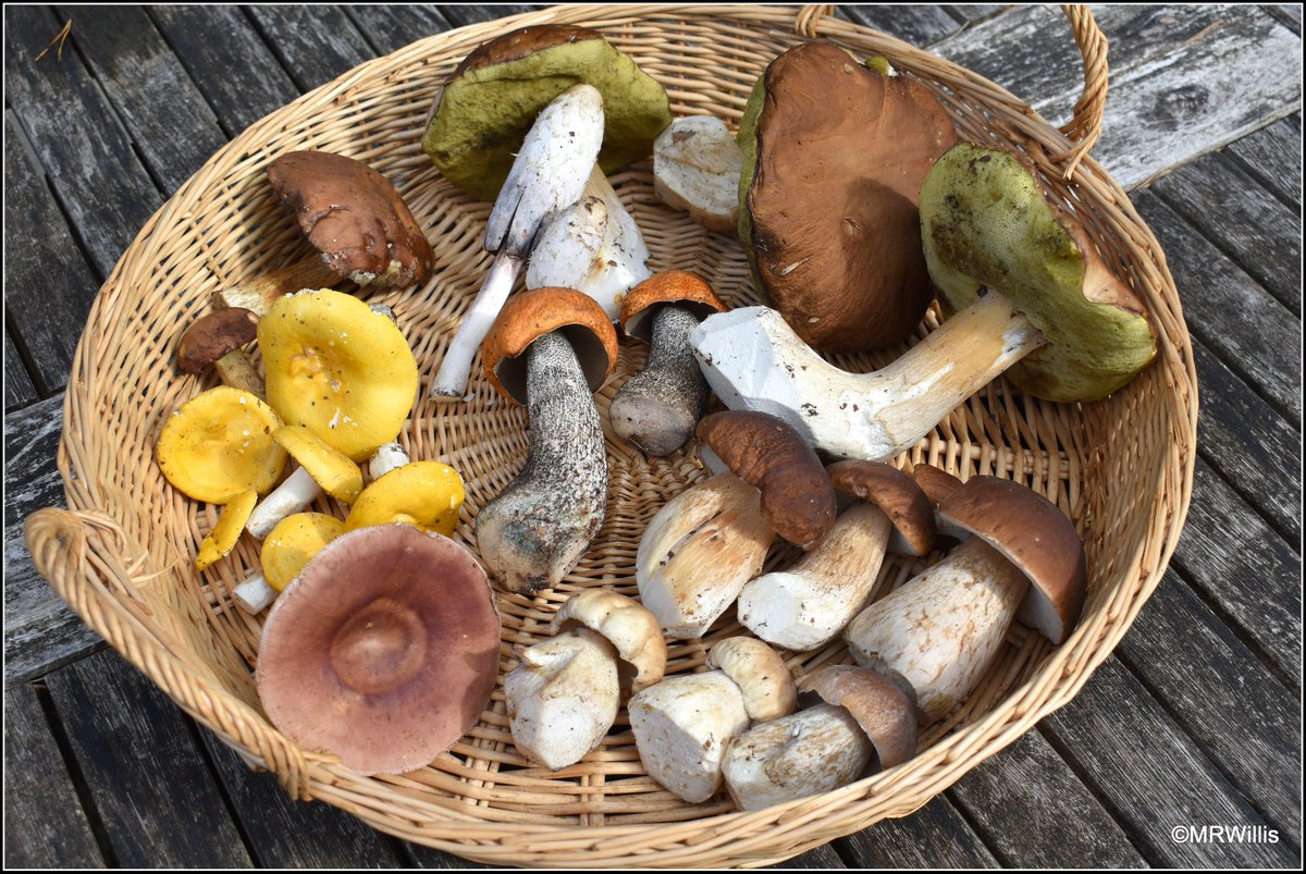 Marksvegplot's tweet image. Results of today's forage.