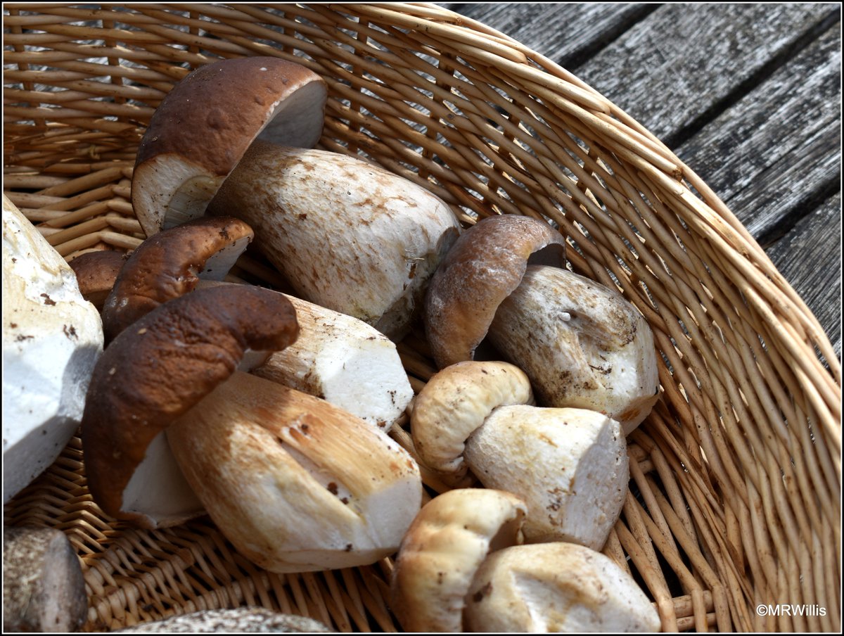 Marksvegplot's tweet image. Results of today's forage.