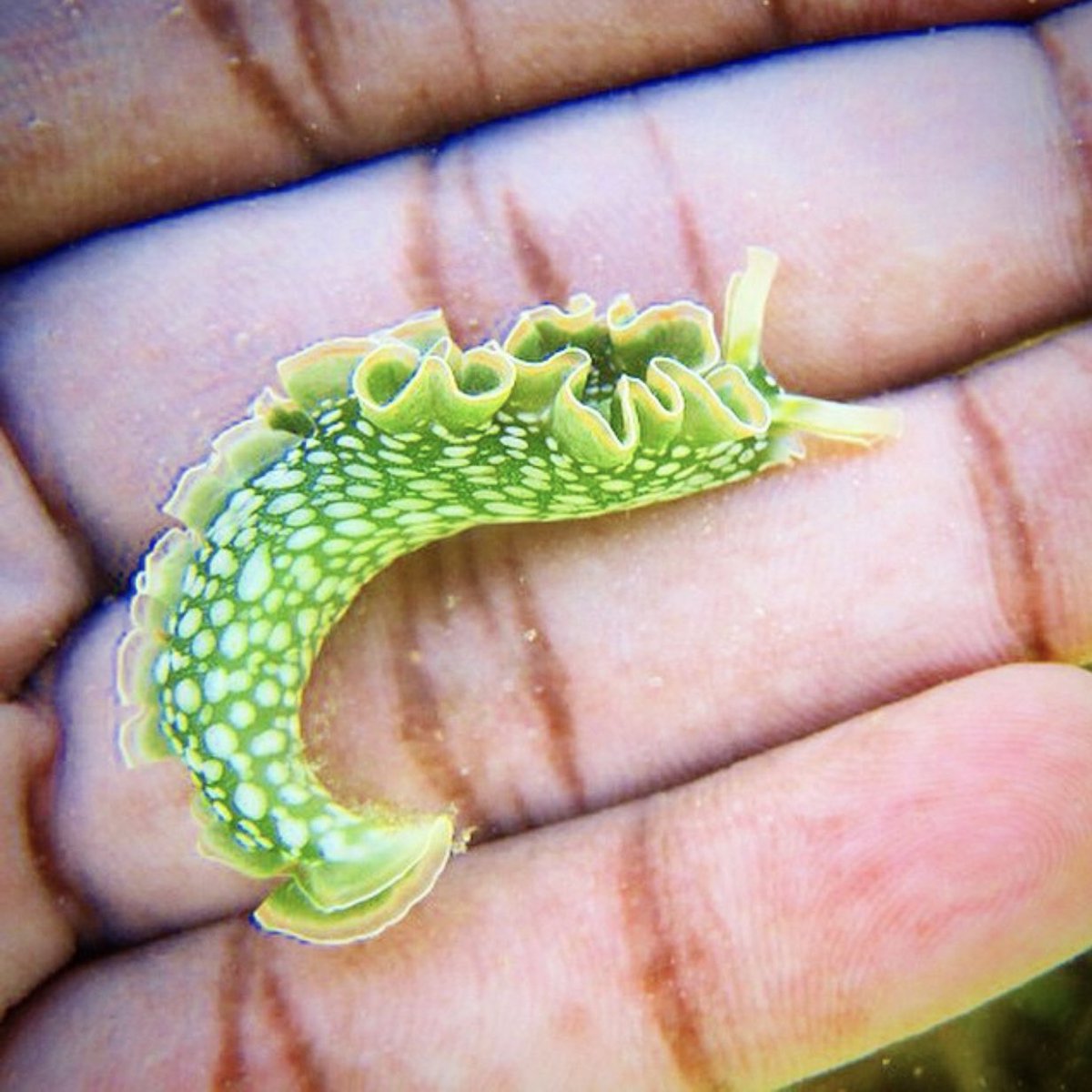UTSBiology's tweet photo. What Domain can this organisms be found in? #mmcbiology #bio114 https://t.co/CDimzqRupw