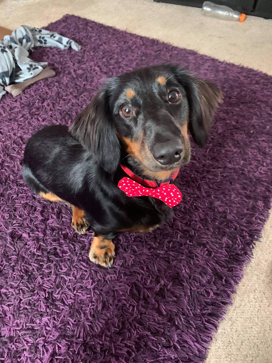 jonanor's tweet image. Denzel has been to the groomers today, what a smart boy he is 🐶❤️ Wasn’t happy about having his #analgland emptied though 😢