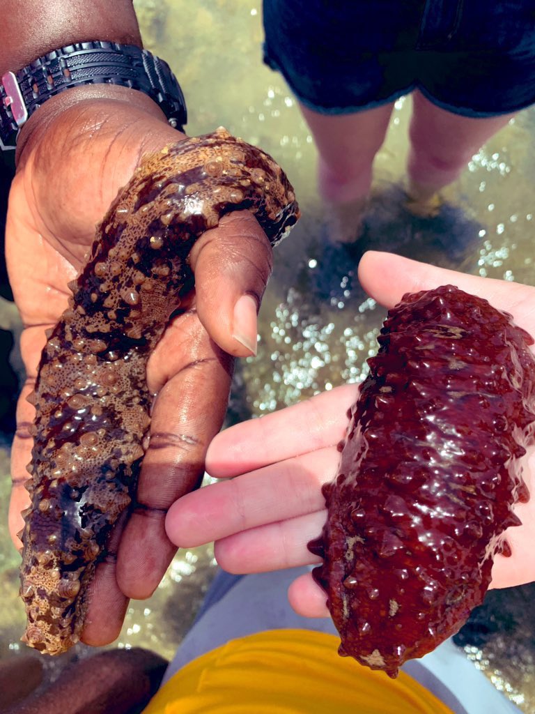 UTSBiology's tweet photo. What Doman? These are Sea Cucumbers #mmcbiology #bio114 https://t.co/dh3HWGvJLP