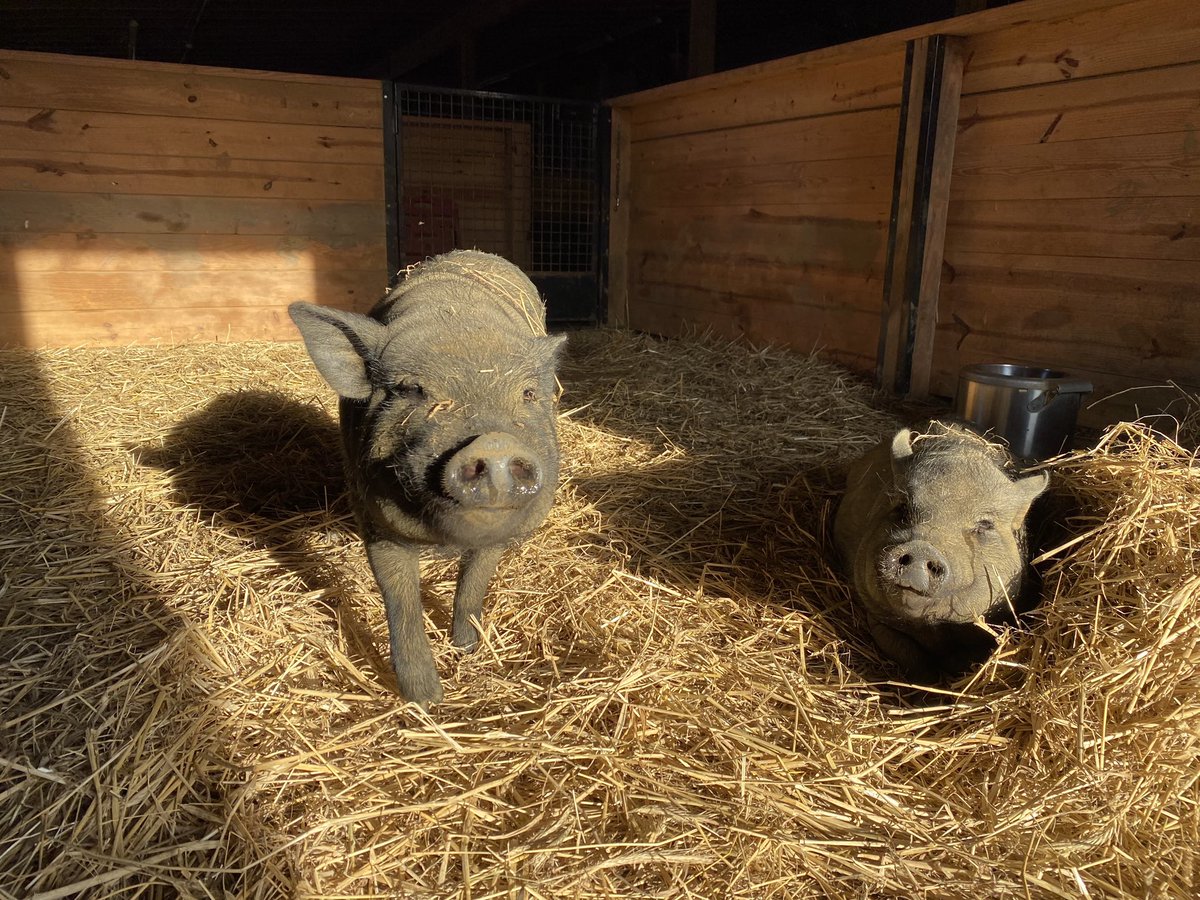 HockhocksonFarm's tweet photo. Arthur and Wilbur bask in the warmth of the late summer sun

#Hockhocksonfarm #TheDailySqueal #GrowKindness #piggies #potbelliedpig #oink #sunbather https://t.co/VD1Ch4huxg