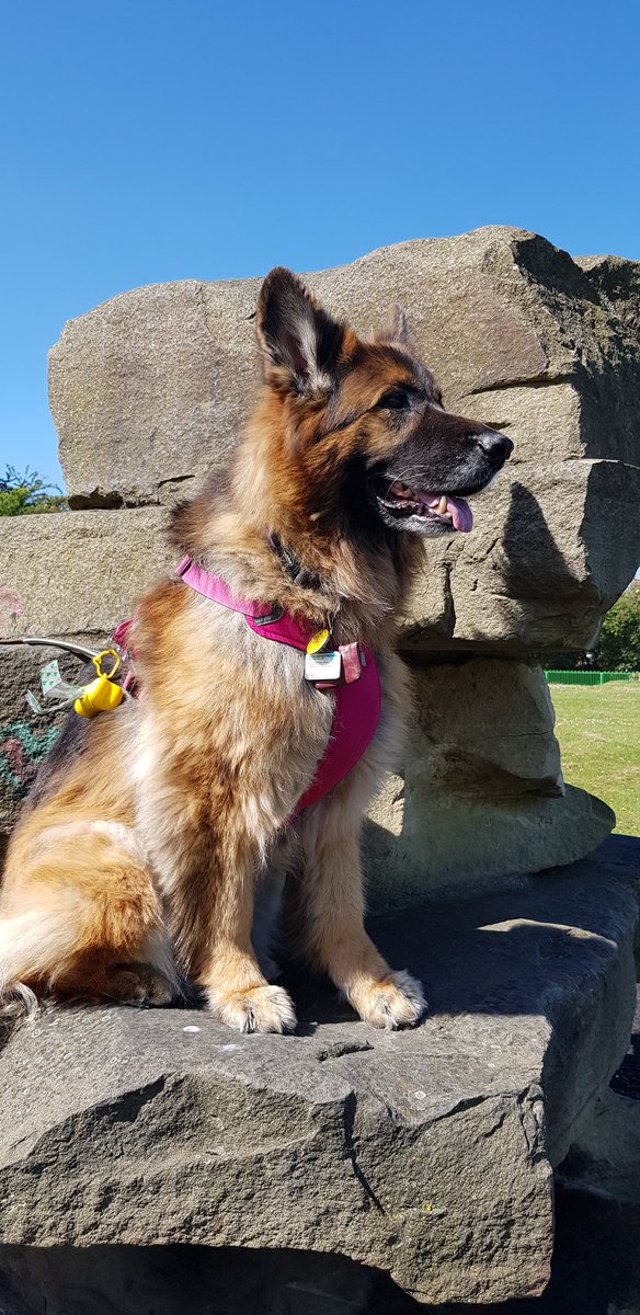DogPurdy's tweet photo. Hi everyone.@paedsDebbieBray @NHSNLaG @NRCGoole_NLaG @HesleyGroup 
missing you all so much, wish so much the owner could bring me to visit you all, but I know that for the moment it’s not possible.
went to the seaside but it was very wet and windy,rock climbing today. Love to all https://t.co/XX8oISpwvU