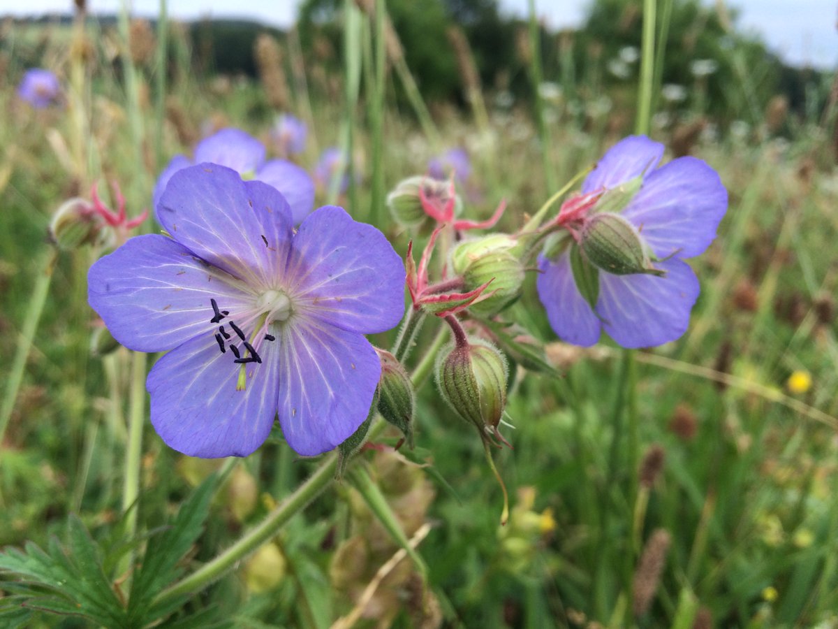 Love_plants's tweet photo. #LessAndLater #RoadVerges mowing regimes replenish the seed bank, restore floral diversity, save councils money AND provide pollinator habitat estimated to equal the size of #London, #Birmingham, #Manchester, #Cardiff AND #Edinburgh combined https://t.co/1PKl9h5S0b https://t.co/5NWhggmb3U