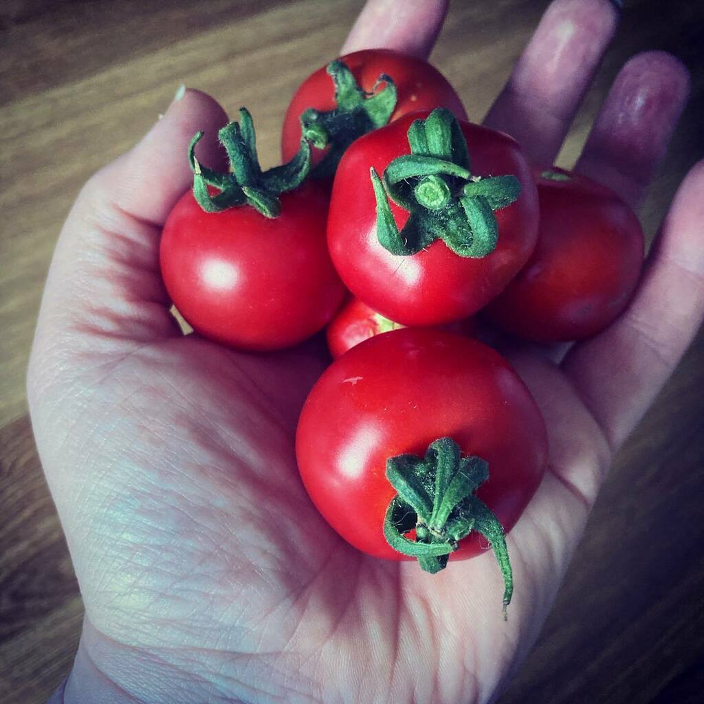 tranquildesuk's tweet photo. Anyone else love freshly picked tomatoes? 🍅 #🍅 #homegrown #tomatoes #fresh #freshfood #freshingredients https://t.co/1fBaXOKdT7 https://t.co/K5iKSZVEmD