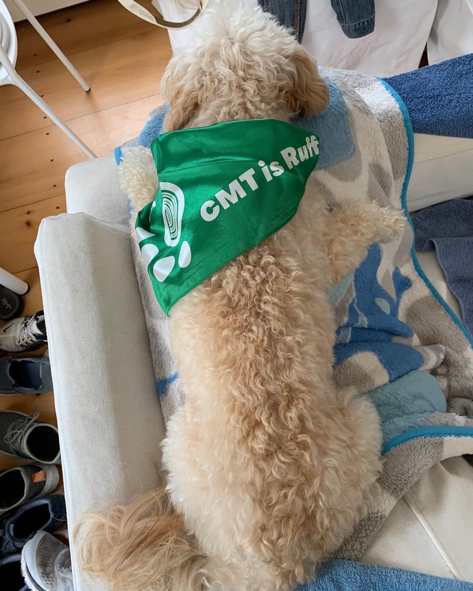CMTNeuropathy's tweet photo. Take a bite out of CMT with our #CMTISRUFF Bandanas! 🐶
Order before 9/21 to receive in time for our virtual dog walk 9/25-26th! Tag your pup to win our CMT photo contest! #cmtwegotthis #cmtdogwalk
https://t.co/t2Yjm6u19z https://t.co/L6xQe4SiMc