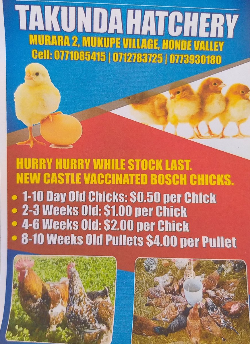 MichaelDawes01's tweet image. @LFSPZim-MD #closeout w nwly frmed Takunda  gp in W5 Mutasa. Leaps &amp;amp; bounds since recvng incubator during June lockdown. Ovecome mkting probs w +ve cashflow. Confident about t future w plans2 formulate poultry feed. @UKinZimbabwe @apt_zimbabwe @PalladiumImpact @PracticalAction