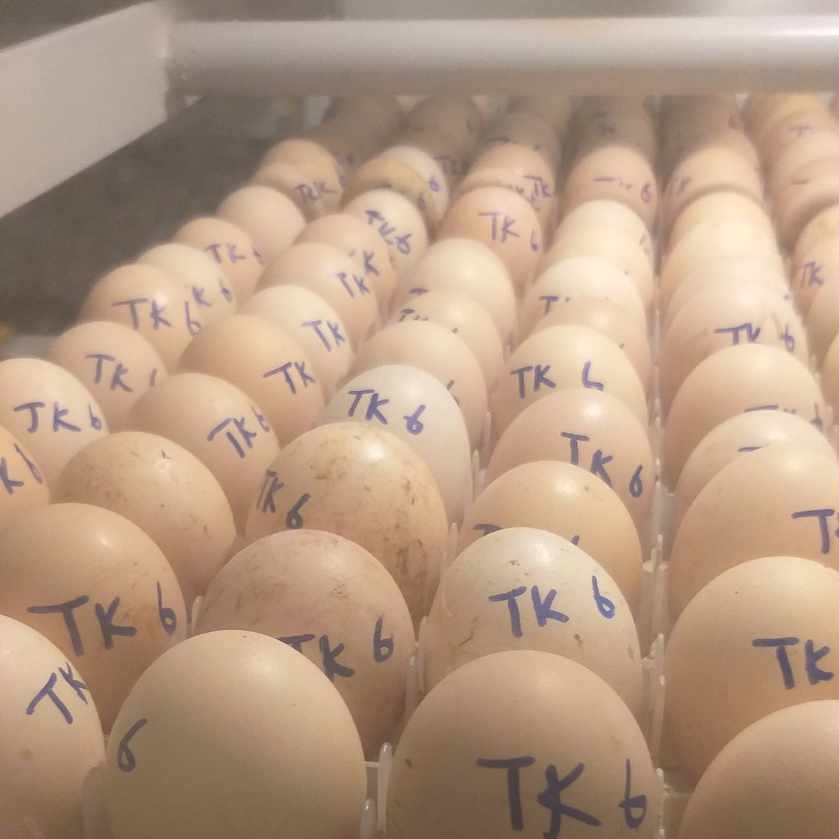 MichaelDawes01's tweet image. @LFSPZim-MD #closeout w nwly frmed Takunda  gp in W5 Mutasa. Leaps &amp;amp; bounds since recvng incubator during June lockdown. Ovecome mkting probs w +ve cashflow. Confident about t future w plans2 formulate poultry feed. @UKinZimbabwe @apt_zimbabwe @PalladiumImpact @PracticalAction