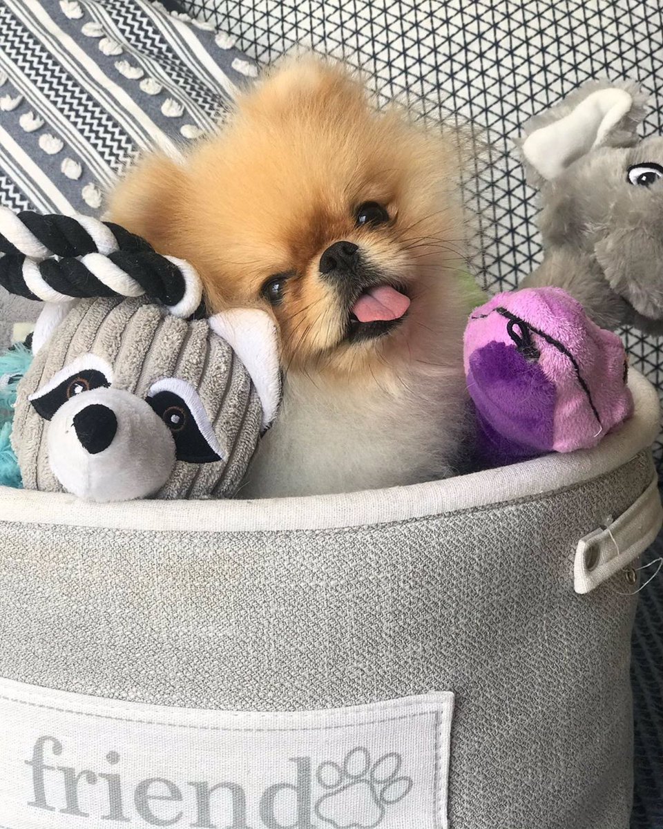 Close-up portrait of an orange Pomeranian dog with its tongue out, against  a purple and black background. on Craiyon, image size:960x1200