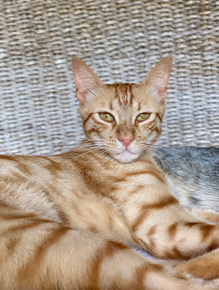 BalearicMeow's tweet photo. Look at this gentleman...
so interesting, so charming #cats https://t.co/Aofbirntih