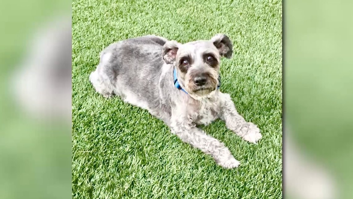 CSS Animal Tales tweet media