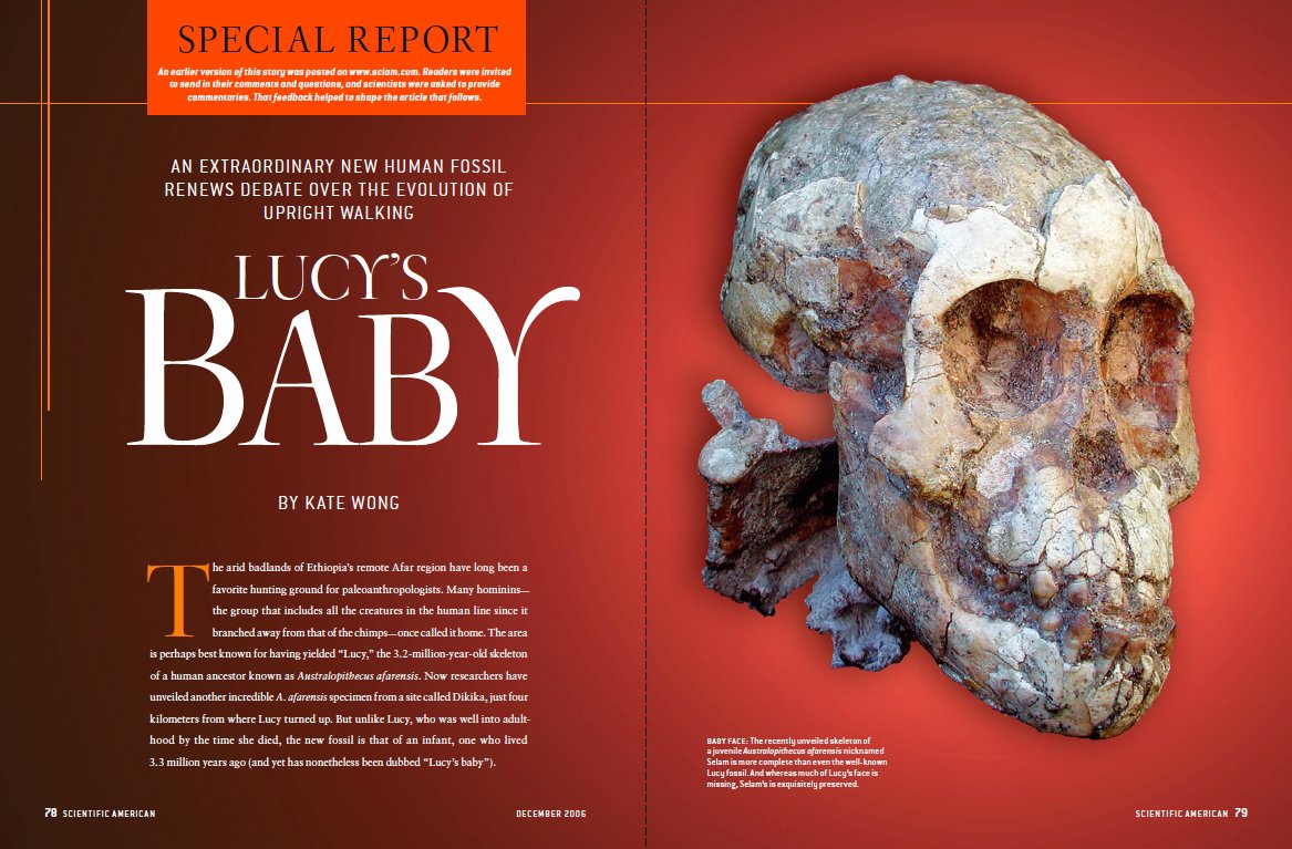 New fossil finds have also illuminated previously unknown aspects of well-studied hominins such as Australopithecus afarensis—Lucy's species. This baby afarensis renewed debate over the evolution of a hallmark trait of humans: upright walking  https://www.scientificamerican.com/article/lucys-baby/