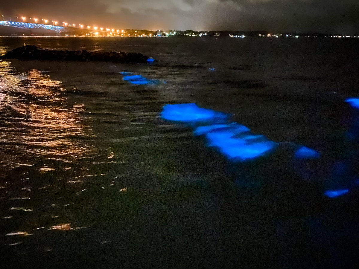VisitYorktown's tweet photo. You have to see it to believe it! Last night we captured these photos of the York River glowing blue. What is it? Bioluminescent algae, which can be harmful to fish and oysters. And it's been spotted across our area. Read more here: https://t.co/hVJqedAY7w #glowingalgae #yorktown https://t.co/J4siQ29bOB