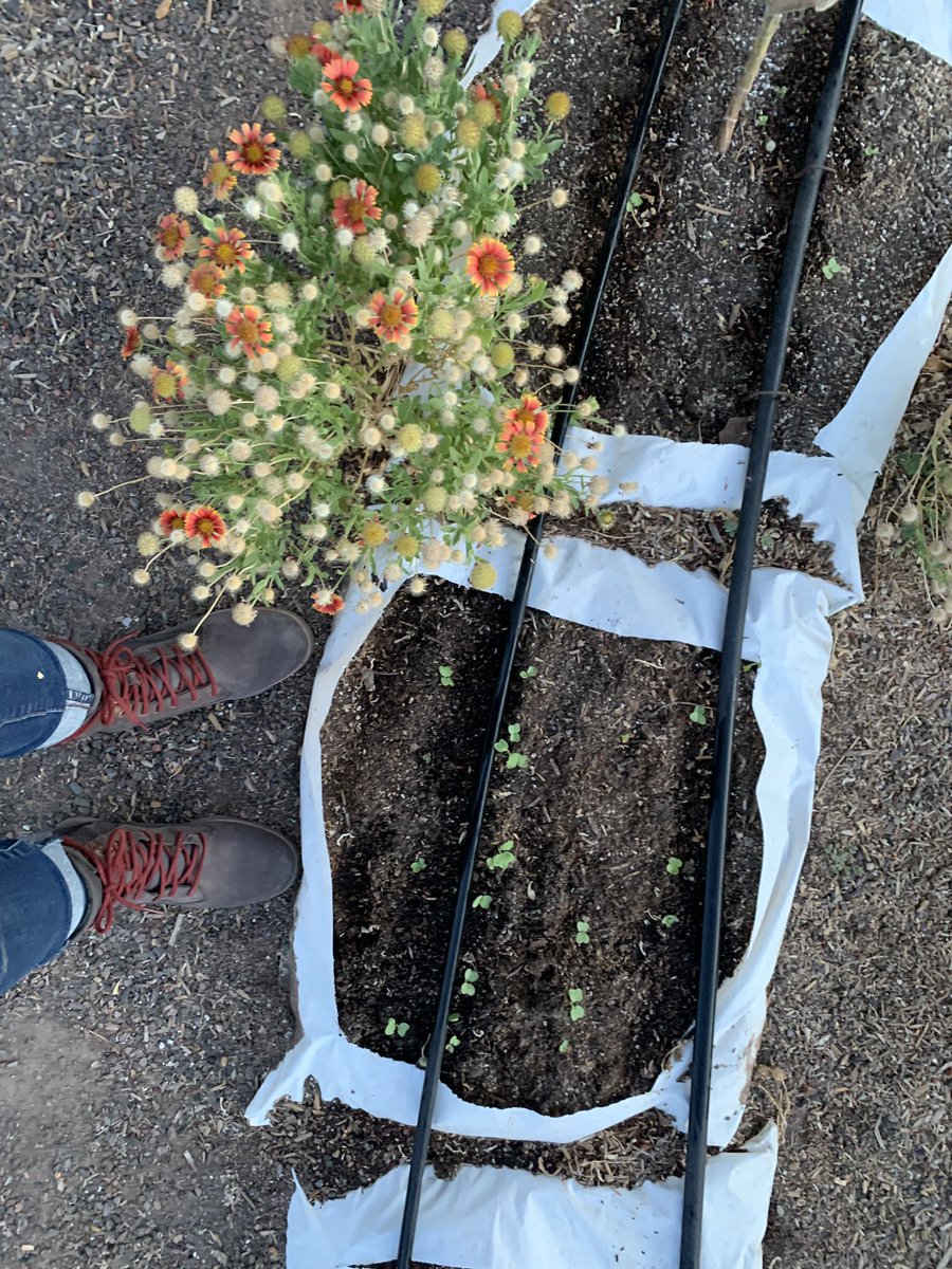 Life growing in the garden 🌱🌱🌱

#freshlynew #plantgrowth #flauntyourleaves #greenlife #plantsipration #gardeningmadeeasy #readygogarden #thursdaymotivation