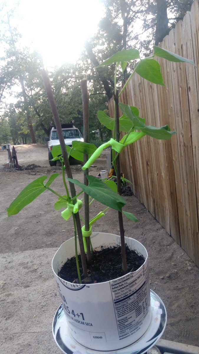 REVEthStudies's tweet photo. Seedfolks bean plant progress. Thanks Briana. #seedfolks #community #garden https://t.co/clYRndBKRC