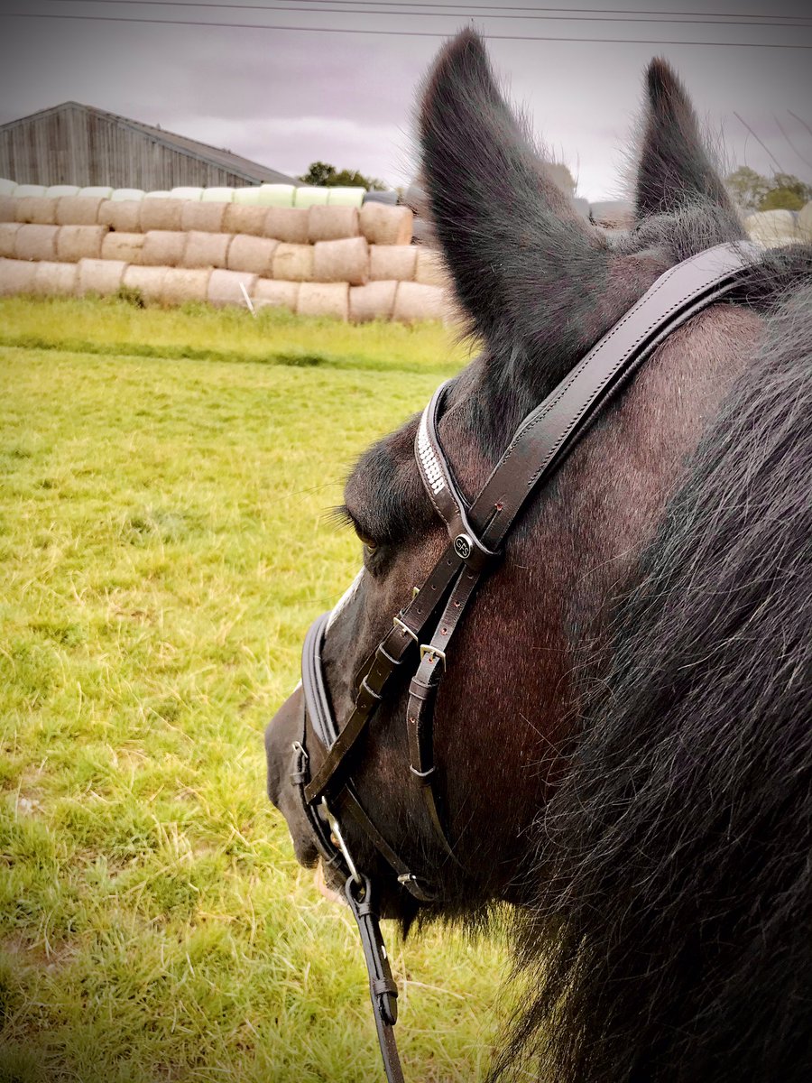 Wow! Hello everyone, sorry I have not posted in aggees! I have been rather busy playing in the field and helping mummy look after my two little sisters. I have been so cheeky lately I’m getting bursts of energy from out of nowhere! Mummy loves it secretly😉how is everyone doing?x