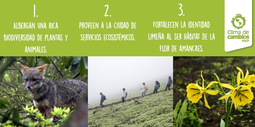 climadecambios's tweet photo. Las lomas costeras brindan múltiples beneficios, ¡conoce algunos de ellos! 👐  Valoremos estos ecosistemas tan valiosos y velemos por su cuidado💚 
#LomasCosteras #SalvemosLasLomas https://t.co/x4aO7ASFw7