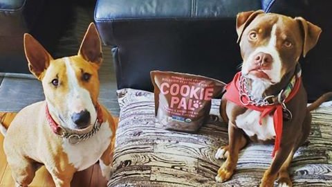 cookie pal dog treats costco