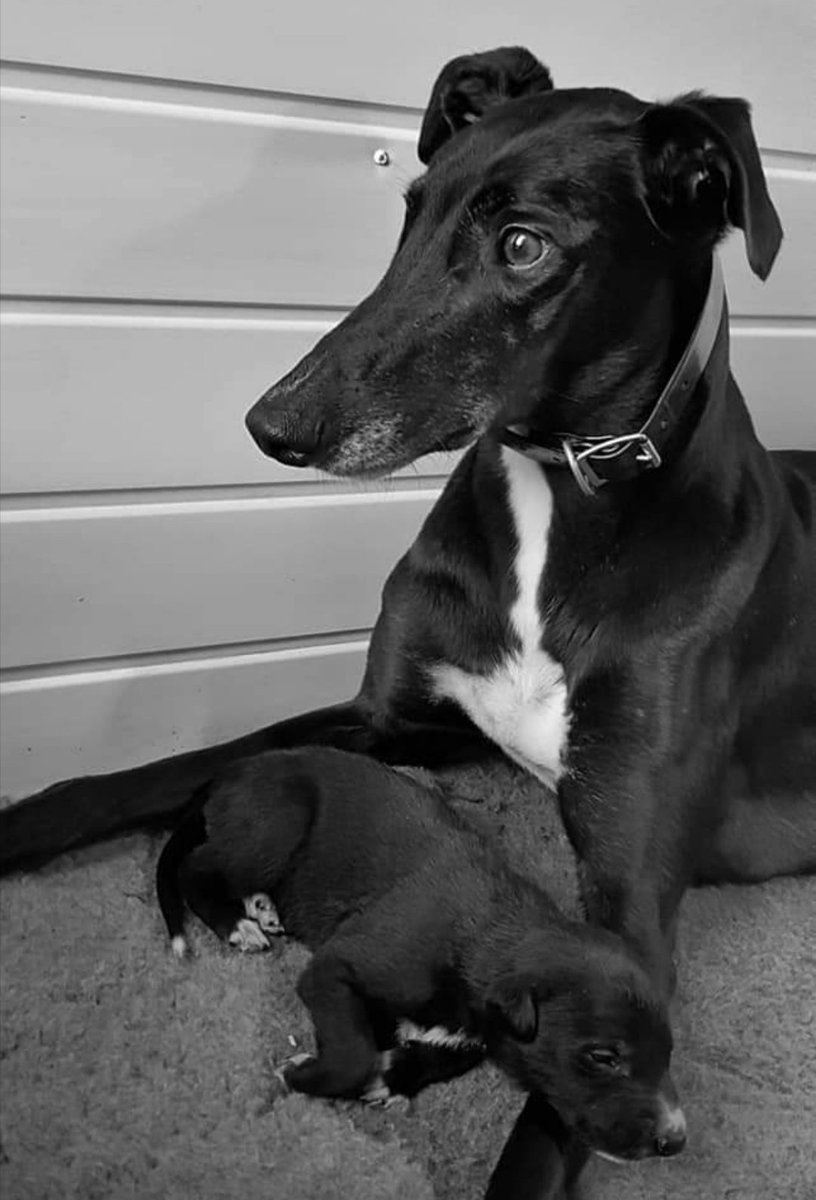 adachikennels's tweet image. #Thursdaythrowback
Riverside Sammy with his mum Slippery Louise
#racinggreyhound #happyandcontent #britishbred #adachikennels