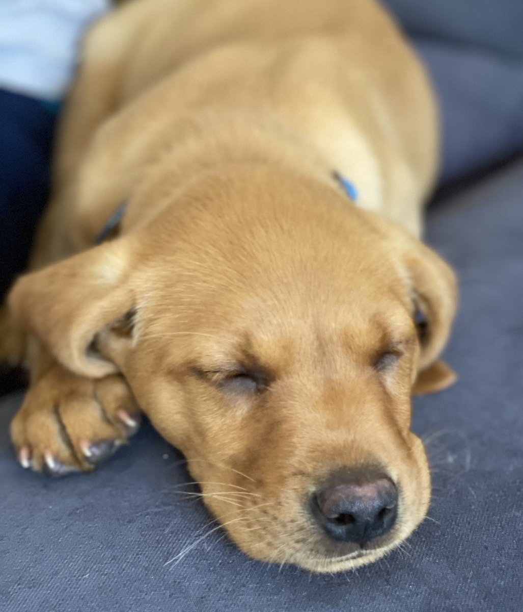 TFeelGoodGuide's tweet photo. Thanks for the follow @BinHereApp Just what I need with my new pup 🦊🐶🐾 https://t.co/X0bBEJedlk