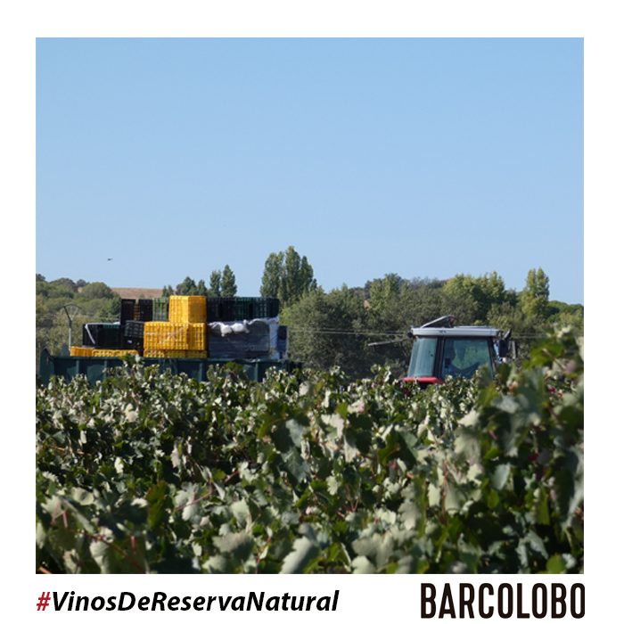 Vendimia 2020 🍇

Somos #VinosDeReservaNatural