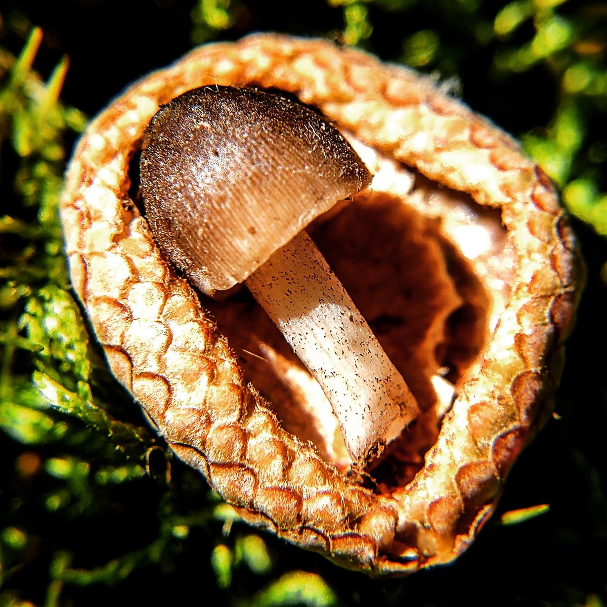 Dreadredhead1's tweet photo. 🍄
#militantbystander #militantplanthoe #planthoe #fungi #fungus #fungusamongus #mushroomart #mushroom #fungiphotography https://t.co/Xcu04Z96Ux