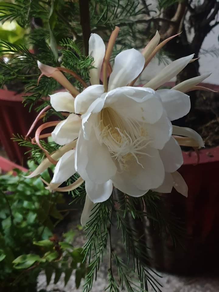 "ब्रह्म-कमल" 14 वर्षों में एक ही बार खिलने वाले "ब्रह्म-कमल" एक ऐसा कमल है, जो हिमालय की चोटी में खिलता है। यह कमल 14 वर्ष में एक बार ही खिलता है,इसकमल को देख पाना बहुत मुश्किल है क्योंकि यह आधी रात को कुछ घंटों के लिए ही खिलता है।ब्रह्म कमल को देखने से मनोकामना पूर्ण होती हैं l