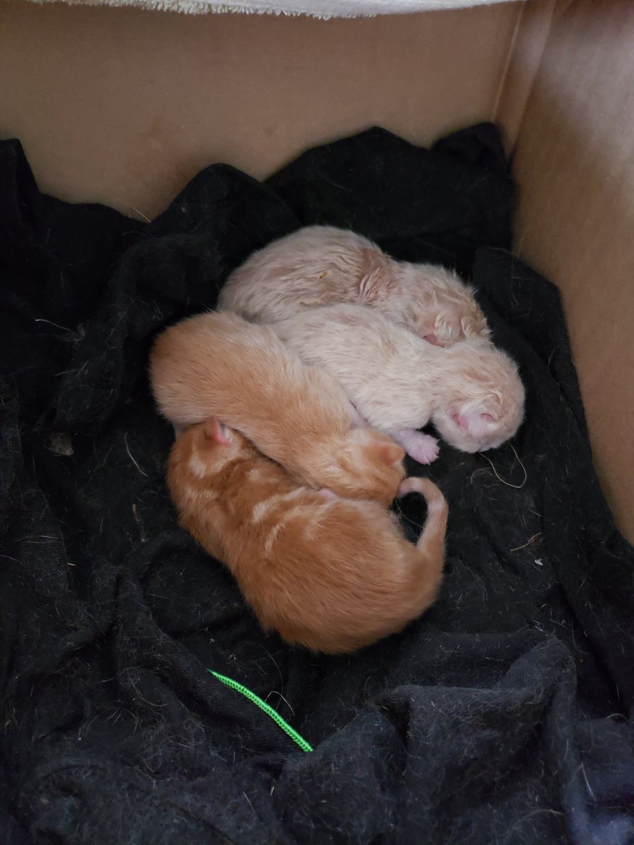 The kitteh beans all seem to be doing ok.