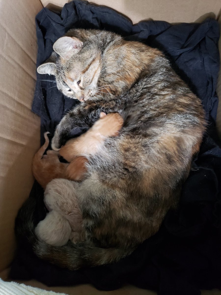 The kitteh beans all seem to be doing ok.