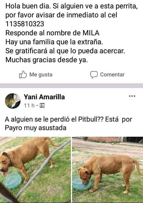 arielmora1977's tweet photo. Se perdió la perrita de un amigo en Glew, zona sur. Se agradece RT para encontrarla! https://t.co/dlAOVymClf