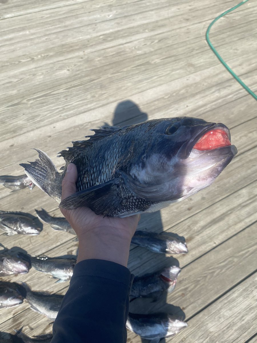 BigReelTV's tweet photo. Chunk of a sea bass I caught. https://t.co/CZdyftUdsx