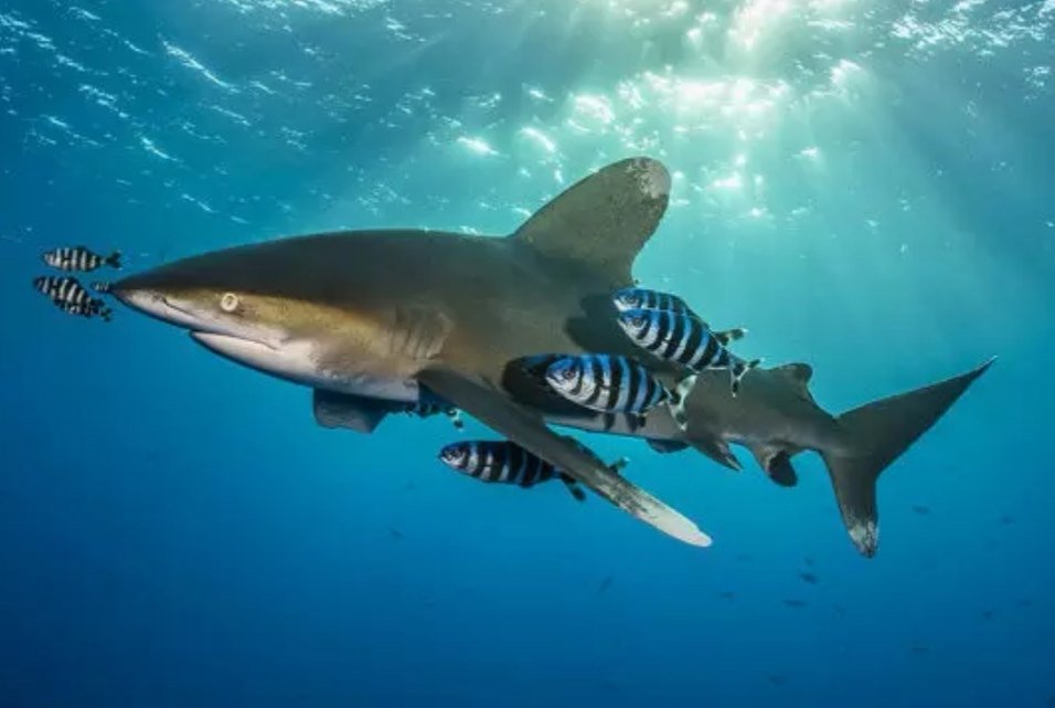 Oceanic White Tip / Carcharhinus longimanus. Increasingly rare in the Red Sea, reckoned to have a far higher human kill count than Bull, Mako, White and Tiger sharks combined. :) (Full disclosure: I didn't take this pic, the dive guide did)  #soapbubbles