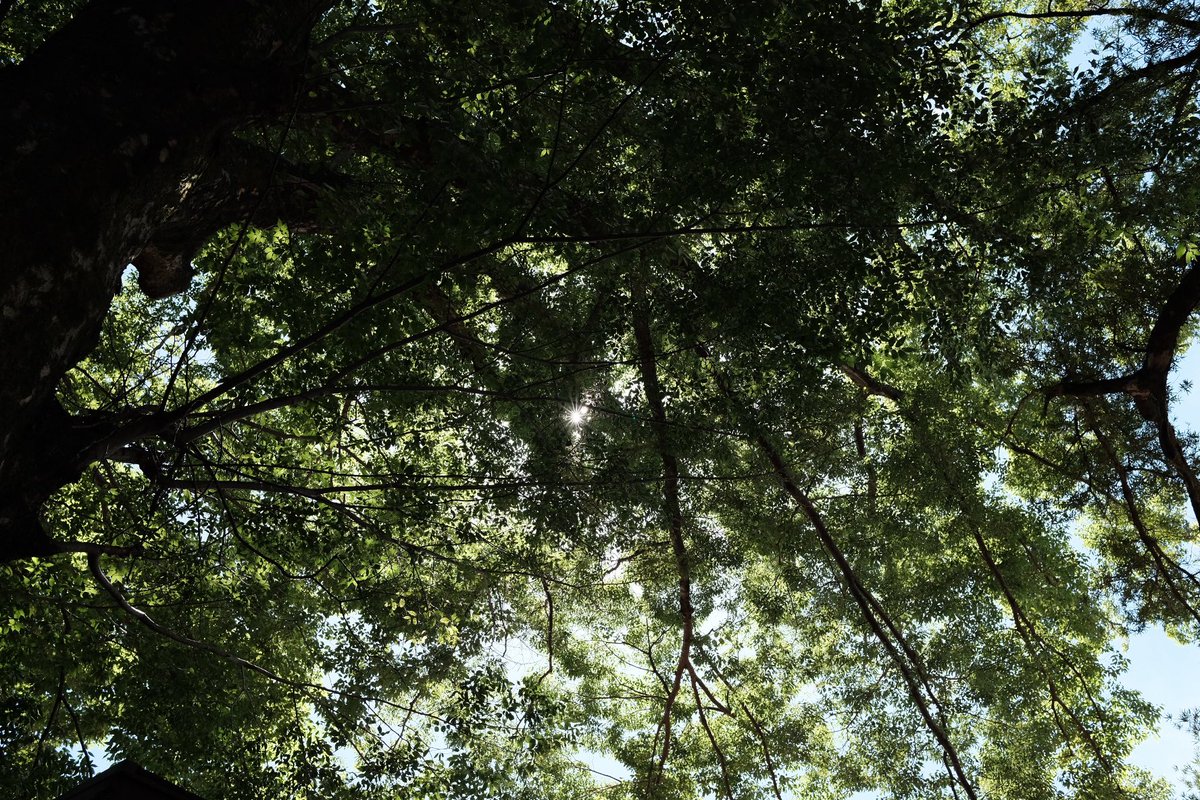 Hecto_Picture's tweet photo. Green https://t.co/mQJv4EWaa9