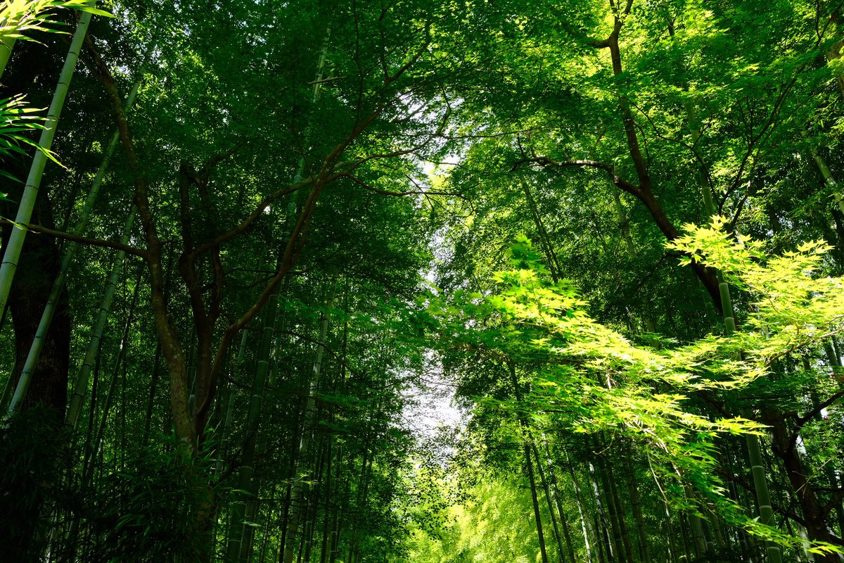 Hecto_Picture's tweet photo. Green https://t.co/mQJv4EWaa9