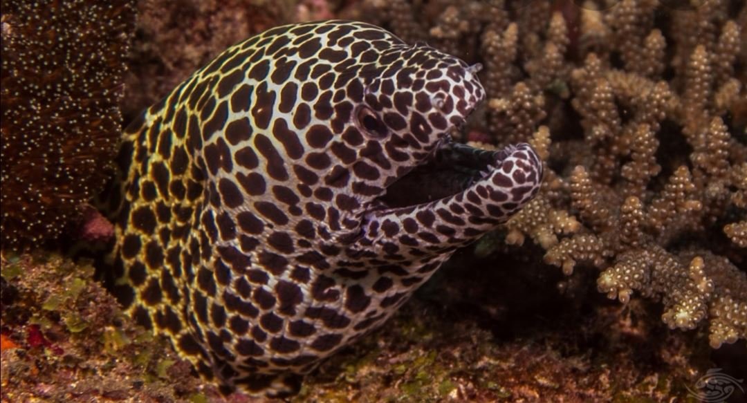 Spotted moray (Gymnothorax moringa), Maldives.There's a dive site called Fish Tank where there are hundreds of different moray eels. It's quite something.  #soapbubbles