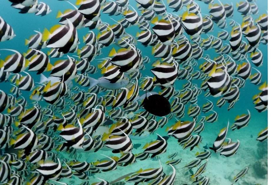 Schooling bannerfish (Heniochus diphreutes) Maldives.  #Soapbubbles