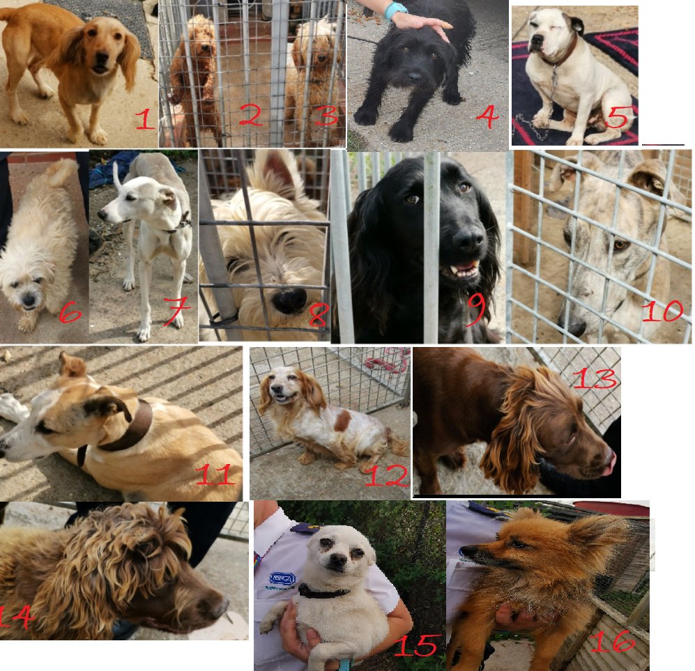 MPSBromley's tweet photo. Dog update ! 

Thanks to the hard work of officers we have identified the owners of many dogs. The little guys below we still need to work out who they live with as they either have no ID chip or ID with them https://t.co/gD7sFn9NBf