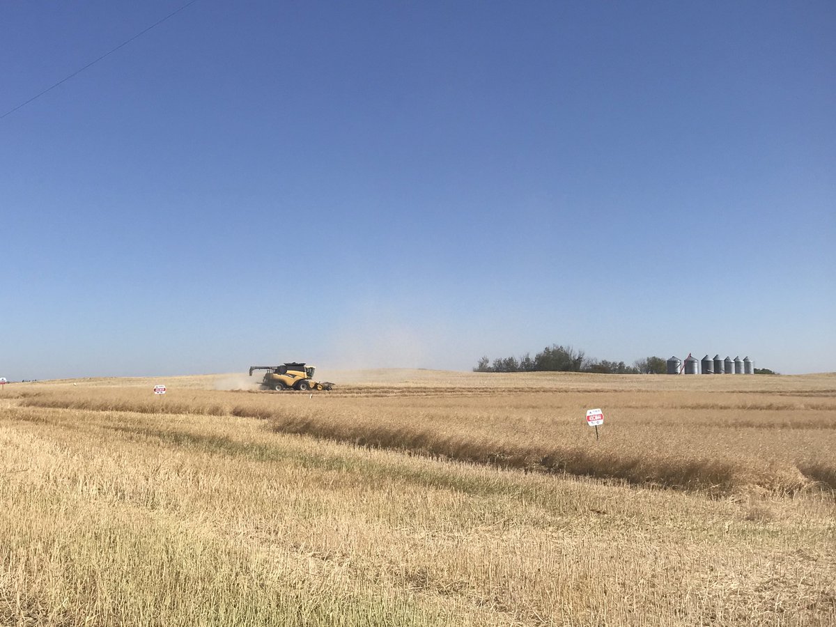 AnnexAgro's tweet image. Beauty of a day to harvest our ⁦@PioneerSeedsCA⁩ RoundupReady ProductKnowledgePlot. Couple new hybrids looking good in hear. #45CM44