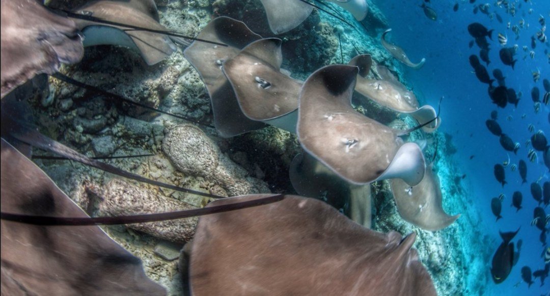 Rays at Fish Tank, Maldives.  #soapbubbles